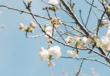 Весняне рівнодення: космічний каталізатор нових починань